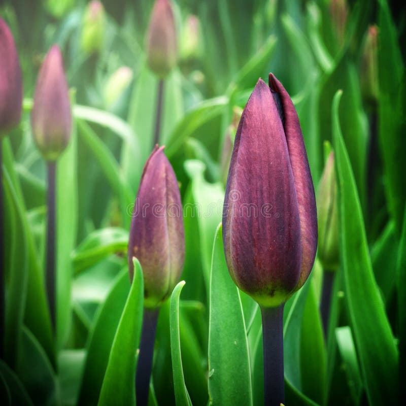 Tulips and flowers at SigurtÃ  s garden